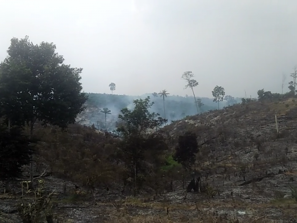 Lahan Kelompok Tani Hutan Terbakar, Tanaman Sawit Muda Ludes