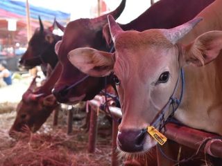 Ketersedian Pasokan Daging Qurban Mencukupi