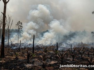 50 Hektare Kawasan HPT Tabir Kejasung di Tebo, Diduga Dibakar OTK