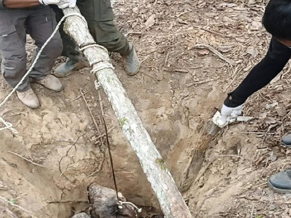 Anak Gajah Sumatera Mati di Konsesi PT LAJ Tebo, Gakkum Kehutanan Selidiki Dugaan Kelalaian
